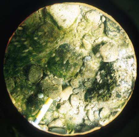 Transect 10, point 2.