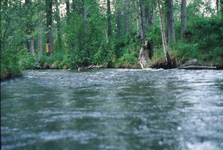 Transect 11 looking downstream