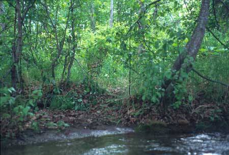 Transect 11 looking at left bank
