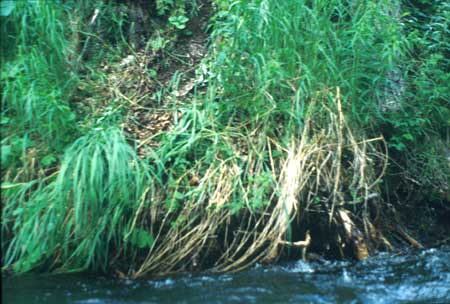 Transect 11 looking at right bank