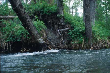 Transect 11 looking upstream