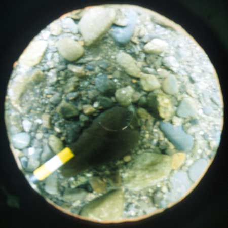 Transect 11, point 1.