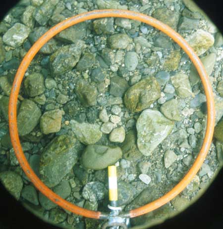 Transect 11, point 2.