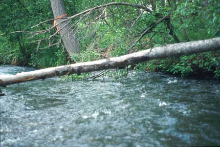 Transect 2 looking downstream
