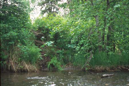 Transect 2 looking at left bank