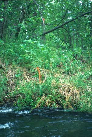 Transect 2 looking at right bank