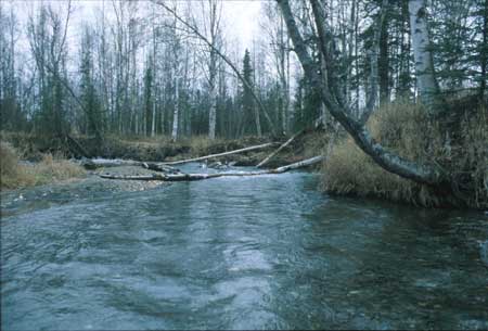 Transect 2 looking upstream