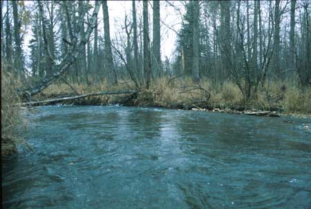 Transect 3 looking downstream