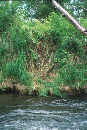 Transect 3 looking at left bank