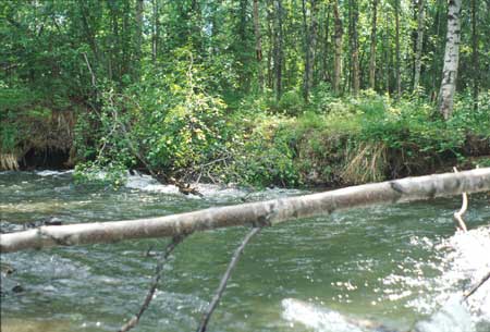 Transect 3 looking upstream
