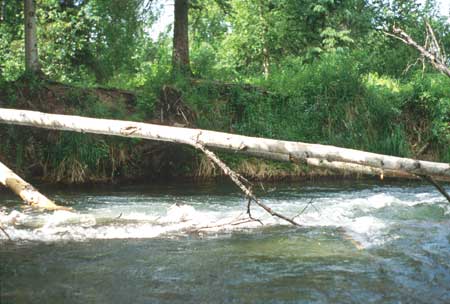 Transect 4 looking downstream