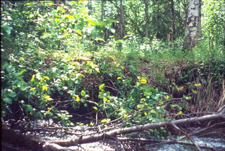 Transect 4 looking at left bank