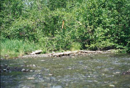 Transect 4 looking at right bank