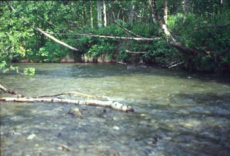 Transect 4 looking upstream