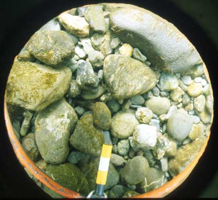 Transect 4, point 1.