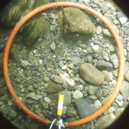 Transect 4, point 2.