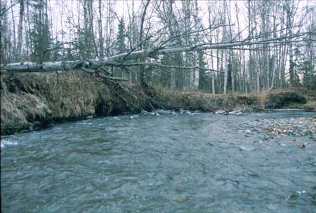 Transect 5 looking downstream