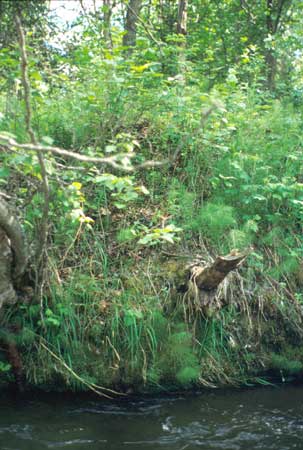 Transect 5 looking at left bank