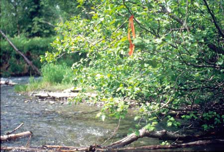 Transect 5 looking at right bank