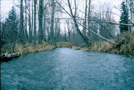 Transect 5 looking upstream
