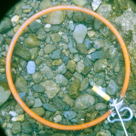 Transect 5, point 1.