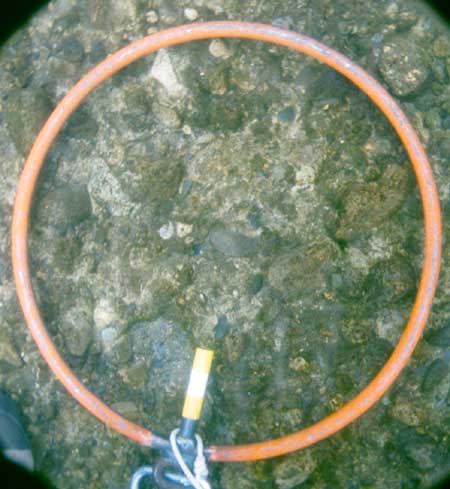 Transect 5, thalweg.