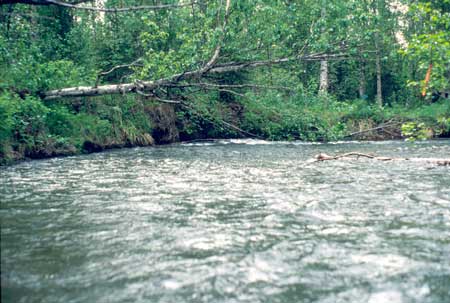 Transect 6 looking downstream