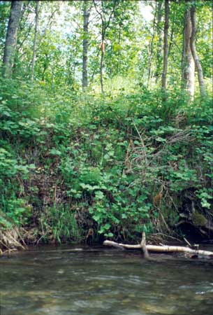 Transect 6 looking at left bank