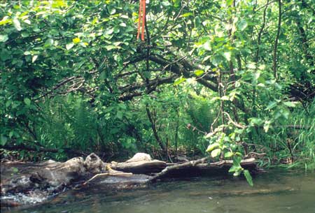 Transect 6 looking at right bank