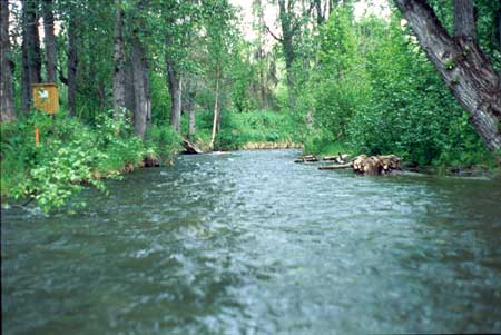 Transect 6 looking upstream