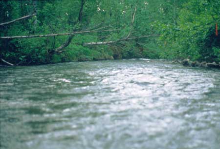 Transect 7 looking downstream