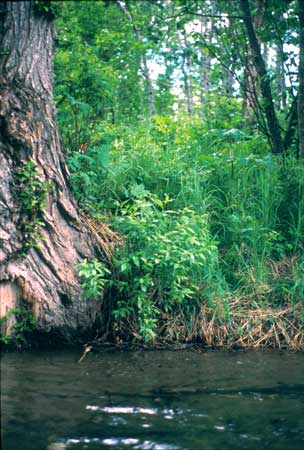 Transect 7 looking at left bank