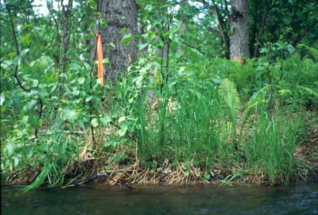 Transect 7 looking at right bank