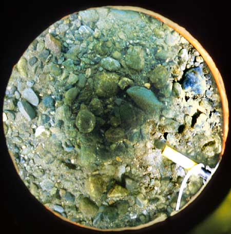 Transect 7, point 1.