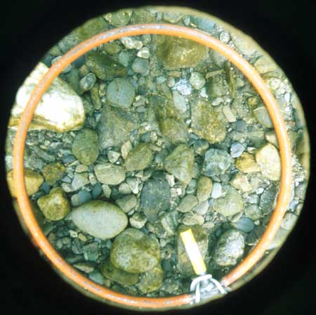 Transect 7, point 2.