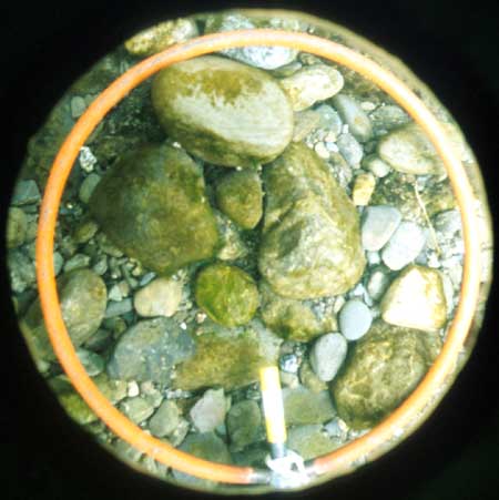 Transect 7, thalweg.