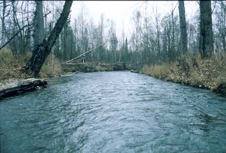 Transect 8 looking downstream