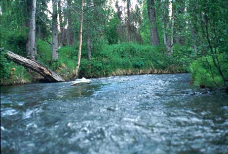 Transect 8 looking upstream