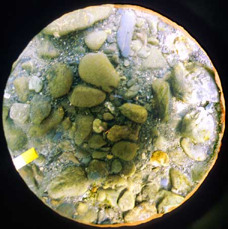 Transect 8, point 1.