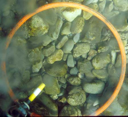 Transect 8, thalweg.