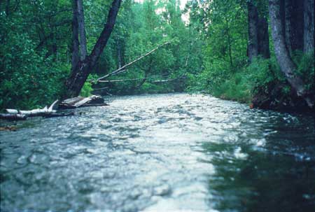 Transect 9 looking downstream