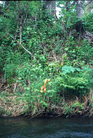 Transect 9 looking at right bank