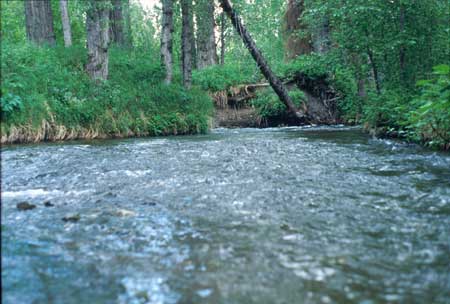 Transect 9 looking upstream
