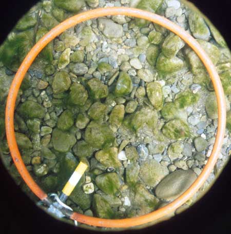 Transect 9, point 1.