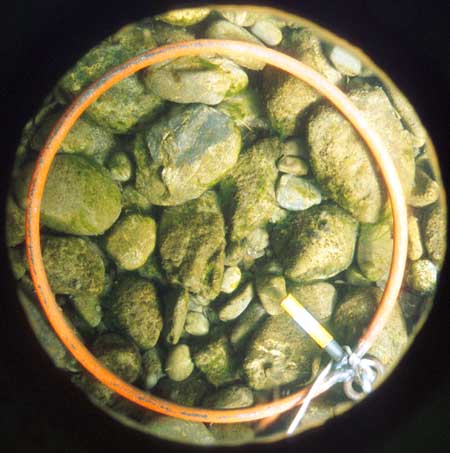 Transect 9, point 2.