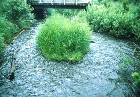 Transect 1 looking downstream