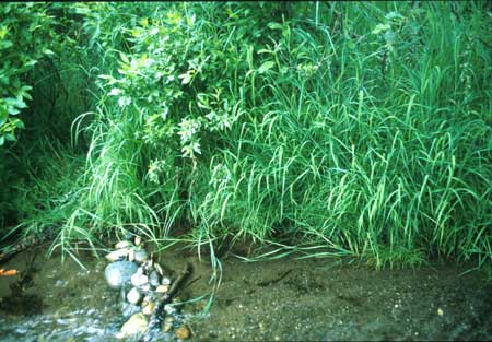 Transect 1 looking at right bank