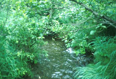 Transect 1 looking upstream