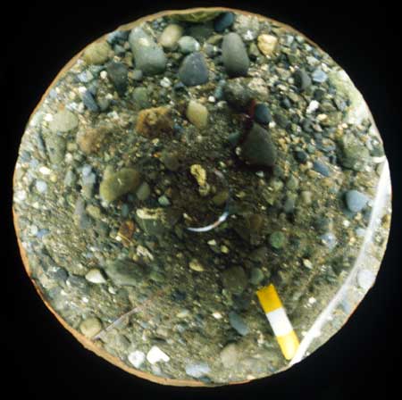Transect 1, point 2.