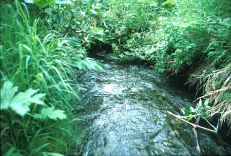 Transect 10 looking downstream